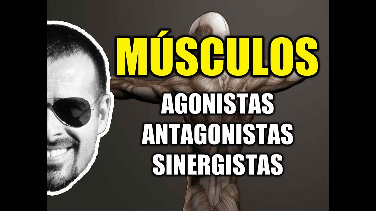 Músculos Agonistas, Antagonistas e Sinergistas - Sistema Muscular - Cinesiologia - VideoAula 095