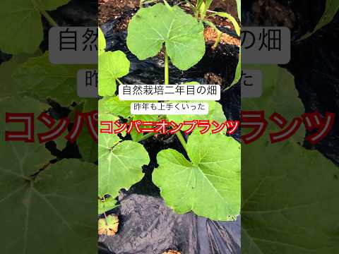 バラの茂み、コンパニオン プランツ、庭の花、ゼラニウムを組み合わせる