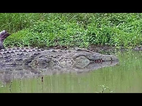 Djuma: Crocodile - 16:19 - 03/01/20