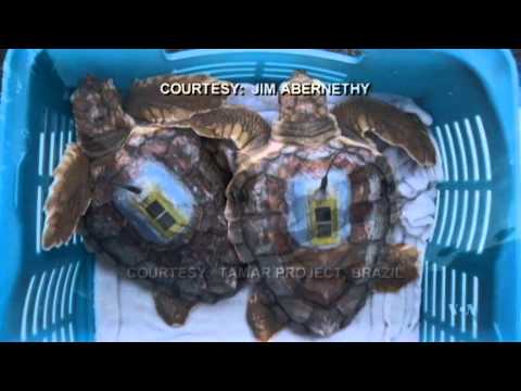 Sea Turtles' 'Lost Years' Mystery Unfolds