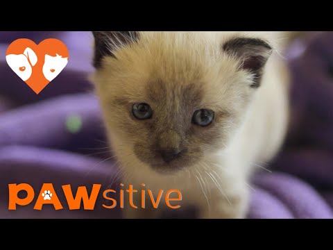 Siamese Kittens Get A New, Troublemaker Sister