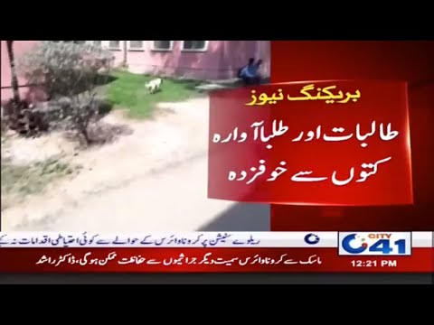 Dogs Spread Fear In Post Graduate College