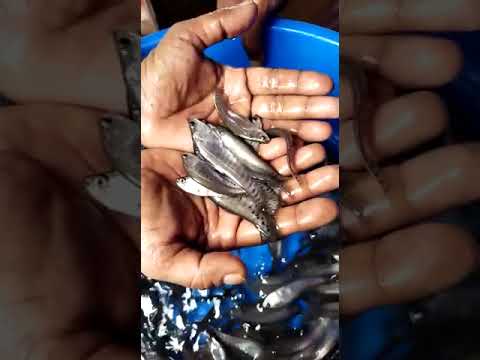 Chital Fish Seed