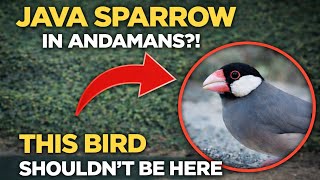 Download lagu Rare Bird Sighting in India | Java Sparrow Found in North Andaman mp3