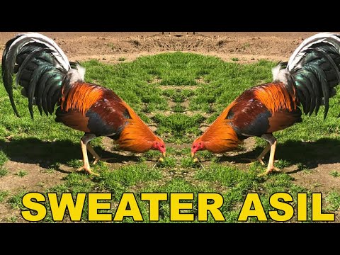 Sweater Asil Beautiful Chicken Chilango's Farm