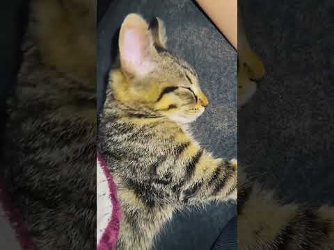 #fuunydogsandcats#funny vicdeos#funny pets