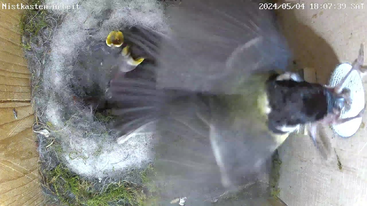 Entfernung eines toten Kükens scheitert vorerst! | NK Arbeit | 04.05.2024