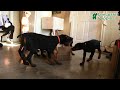 Doberman Pinscher dogs for sale: Rita - Video 1