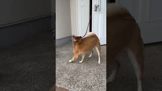 おかえりなさいご主人様豆柴　#shibainu #柴犬 #lovely #犬のいる暮らし #喜び #犬