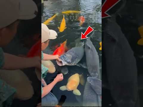 seorang pria menjalin persahabatan dengan sekelompok ikan ‼️💞 #shorts