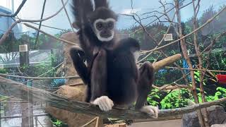 Tyrone and Tommy meet the Gibbons at the Assiniboine Park Zoo!