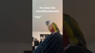 Pineapple Green Cheek Conure loves talking