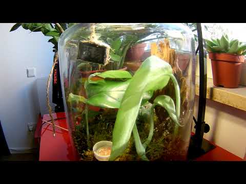 2020-12-18 Jungferngeckos Tag Zeitraffer