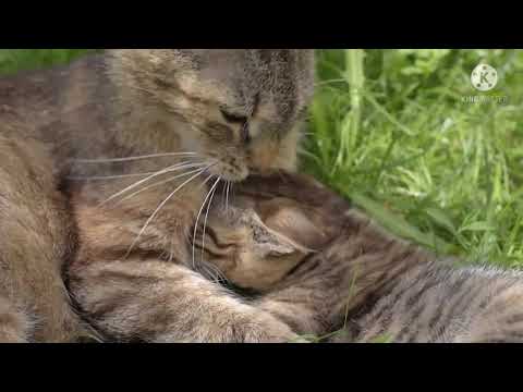 Baby Cat's - Cat and Funny cats Videos Compilation #13 | Suhana Music Company #BabyCat 🐈🐈🐈 #Babycat