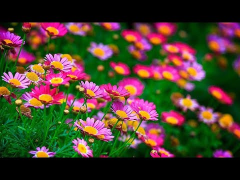 Beautiful Flowers Video Relaxing Music Sound, Kashif Majeed #habibi Akmal Ramzan60DB.