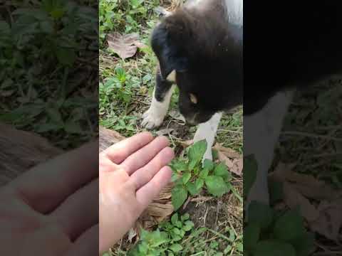 Maxa Khayo Pavi le !! Lovely Pavi