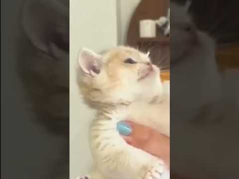 02/30. 30 days 30 videos challenge #subscribe plz support me 😁 #funny