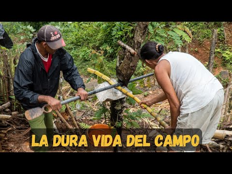 CUBA ¿ CÓMO ES VIVIR EN LAS MONTAÑAS ? | La vida en los campos de Cuba | La Melba, Moa, Cuba vlogs