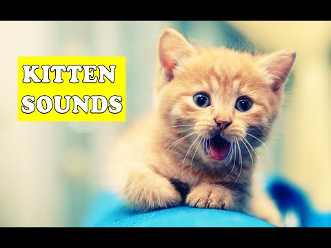 Kitten Sounds - Cats and Dogs will surely react and come to you!