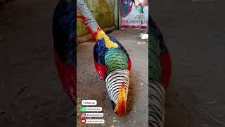 Download lagu Red Lady Silangan Golden dan Lady Pheasant #shorts #fyp #fypシ #pheasants #ayam #goldenpheasant mp3 Download lagu Red Lady Silangan Golden dan Lady Pheasant #shorts #fyp #fypシ #pheasants #ayam #goldenpheasant mp3