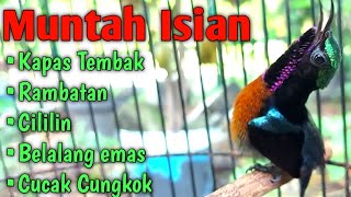 Download lagu Kolibri Ninja (KoNin) Muntah isian Kapas Tembak, Rambatan, Belalang Emas, Cililin, Cucak cungkok mp3