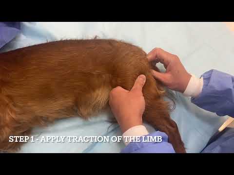 Reducing ventral hip luxations