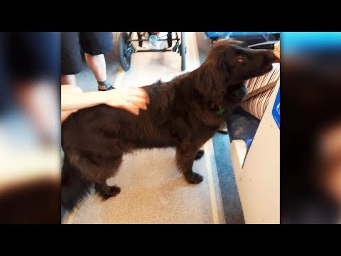 Dog runs away from home, takes GO train to downtown Toronto