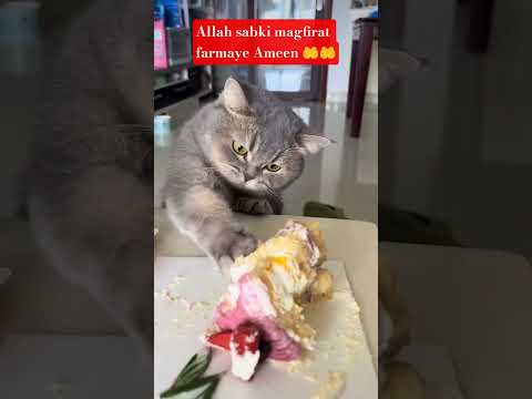 "Sure mulk ki fazilat"#catlover #babyanimal #animallover #lifeisbutadream #shorts #youtube