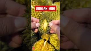 Download lagu BELAH DUREN|DURIAN MINI |DURIAN TERKECIL| mp3