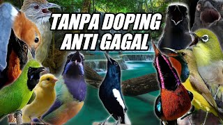 Download lagu TERAPI PANCINGAN SEMUA JENIS BURUNG - GAK PERLU DOPING ANTI GAGAL JADI GACOR PAKAI SUARA TERAPI INI mp3 Download lagu TERAPI PANCINGAN SEMUA JENIS BURUNG - GAK PERLU DOPING ANTI GAGAL JADI GACOR PAKAI SUARA TERAPI INI mp3