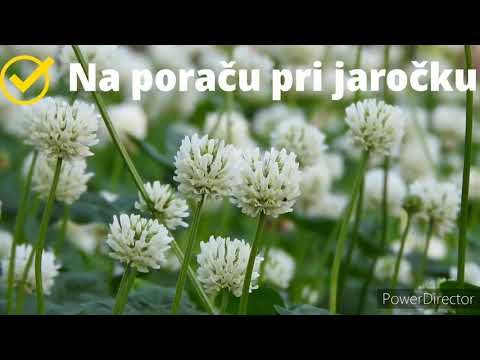 Na poraču pri jaročku