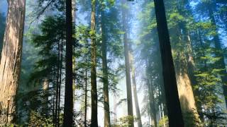 Ebiet G Ade - Senandung Pucuk-Pucuk Pinus