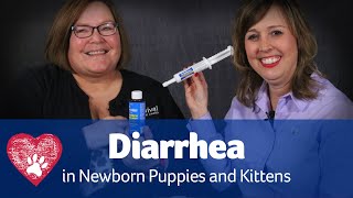 Diarrhea in Puppies and Kittens