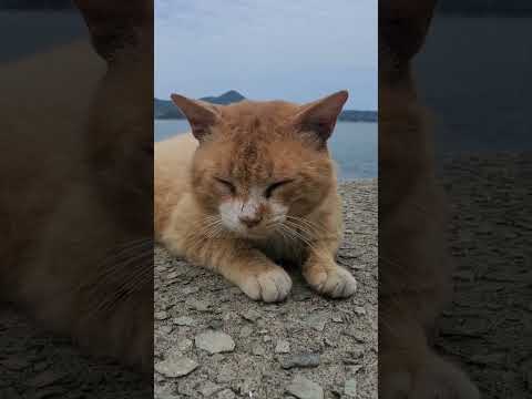 뮤비인줄 알았는데  (반전 주의)             #cat #고양이
