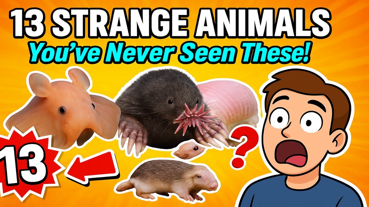 13 Bizarre Animals You Won't Believe Exist!