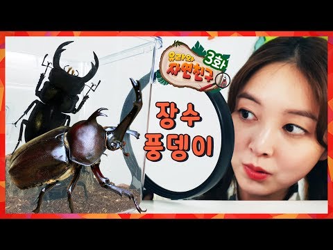 [유라와 자연친구 03화] 긴 뿔 싸움꾼 장수풍뎅이ㅣ장수풍뎅이 VS 사슴벌레 누가 이길까? 장수풍뎅이송 키즈송 유아 자연관찰 학습
