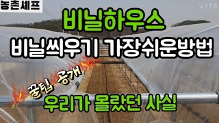 #샤인머스켓재배기술 #비닐하우스비가림하우스만드는방법 #비닐하우스비닐씌우는방법