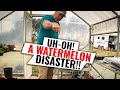 Don't Make This Same Mistake When Starting Watermelon Seeds