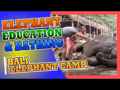 EDUCAÇÃO E BANHO DE ELEFANTES DE BALI 🟠 ACAMPAMENTO DE ELEFANTES DE BALI (EMOCIONANTE) mais POD Chocolate Tour
