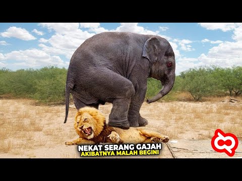 When Predators Choose the Wrong Opponent! Intending to Prey, This Is What Happens Instead...