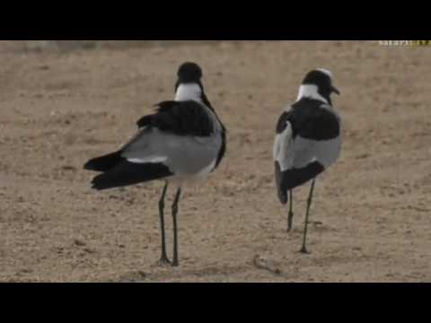 July 31, 2017 - Sunrise - A big Group of Blacksmith  Lapwings