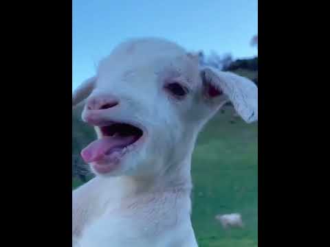 The little lambs calling their mothers #babyanimals #lambs #animals #goat #babylamb #babysheep