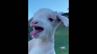 The little lambs calling their mothers #babyanimals #lambs #animals #goat #babylamb #babysheep