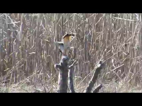 American Kestrel eating a snake