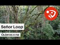 Señor Loop - Quieras o No (Audio Oficial)
