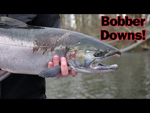 LATE Coho Fishing & BONUS KING SALMON | EPIC Bobber Downs! |