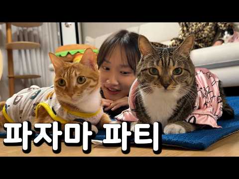 고양이들이랑 파자마 파티하기