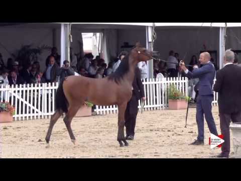 N.83 SAUD AM - Menton 2015 - Yearling Colts 1 year old (Class 6A)