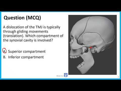 Mastication LO - TMJ