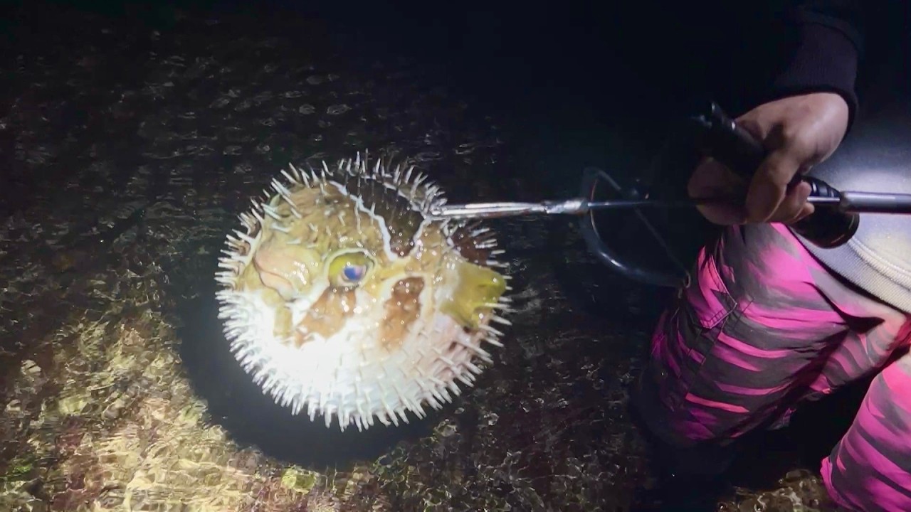 真夜中の潮干狩りで捕った生き物で鍋とサザエの壺焼きを作る！
